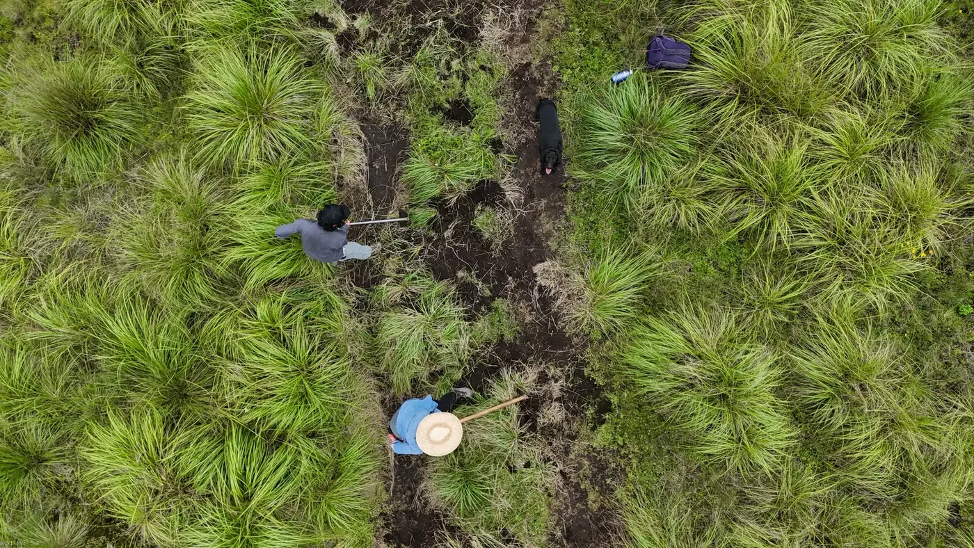 Voluntarios plantando árboles en una ladera boscosa