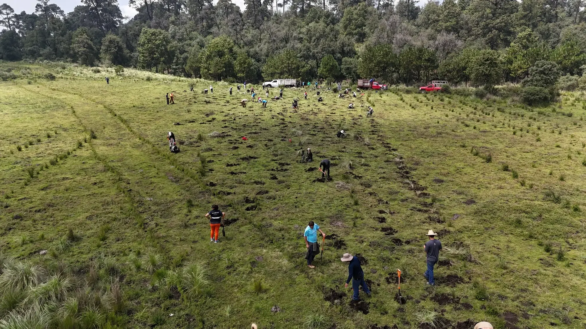 Jornada de reforestación con voluntarios organizada por Manos a la Tierra