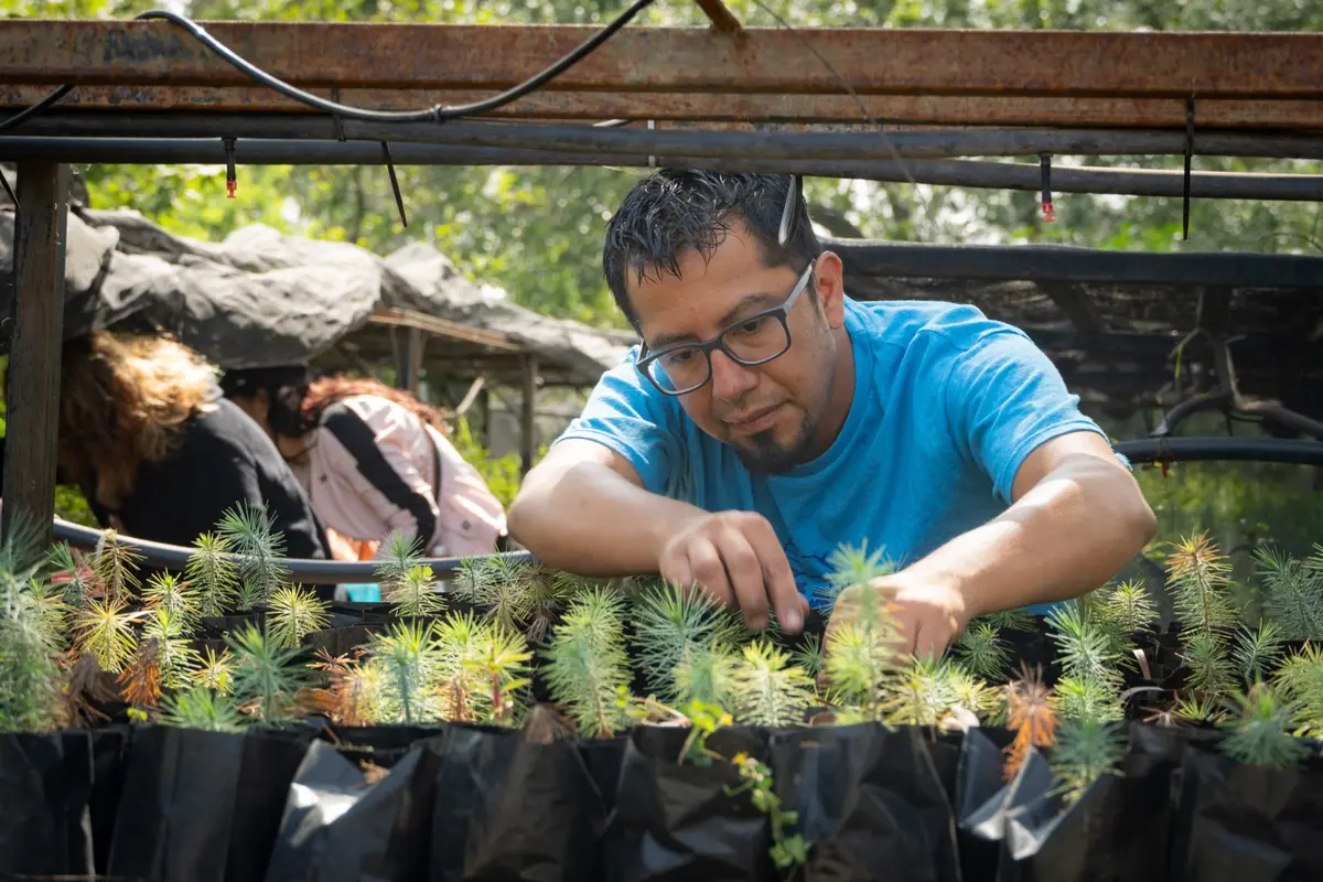 Persona revisando plántulas de pino en un vivero